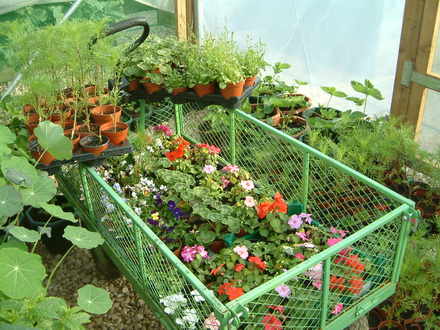 flowers to plant out