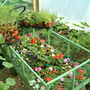 flowers to plant out