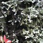 Close_up_2