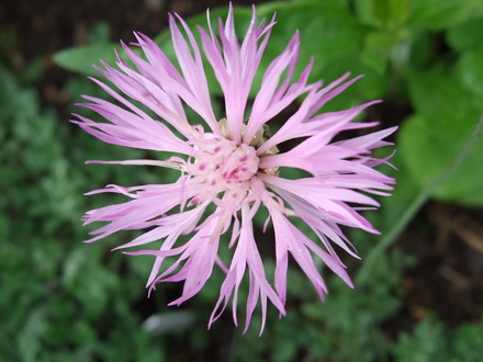 Centaurea simplicicaulis (Centaurea simplicicaulis)