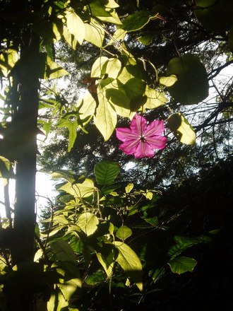 A garden flower photo