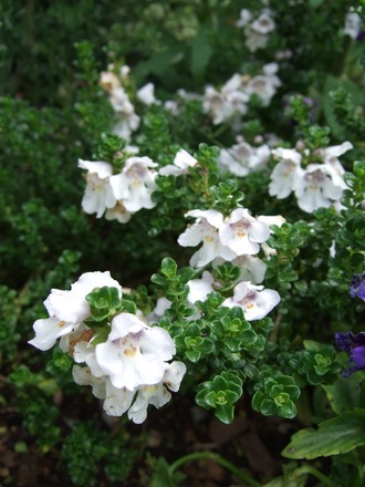 Prostanthera cuneata (Prostanthera cuneata)