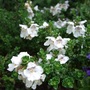 Prostanthera_cuneata_2