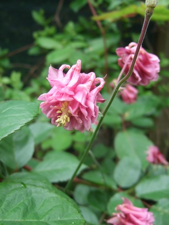 Double flowered Aquilegia