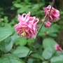Double_aquilegia