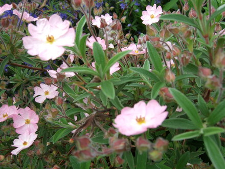 Cistus x skanbergii (Cistus x skanbergii)