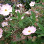 Cistus x skanbergii (Cistus x skanbergii)