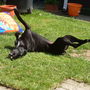 31st_may_2008_garden_015