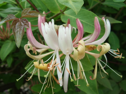 Honeysuckle (Lonicera)