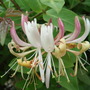 Honeysuckle_1