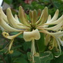Honeysuckle_2