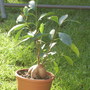31st_may_2008_garden_022