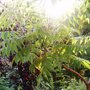 Garden_2007_057