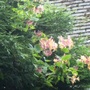 Lonicera japonica