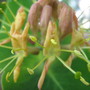 This alien looking creature is the blossom of my bush baby honeysuckle