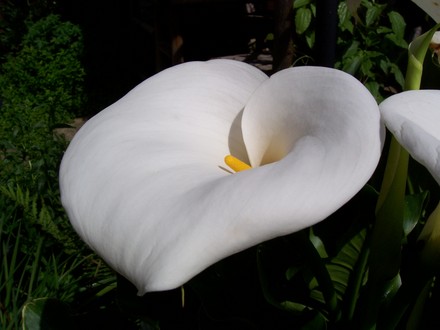 One of many blooms (Zantedeschia aethiopica (Arum lily))