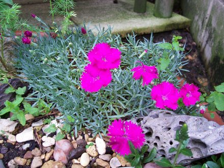 Dianthus