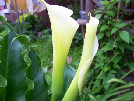 Arum (Zantedeschia aethiopica (Arum lily))