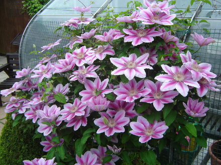 Clematis