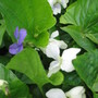 violets (viola septentrion alis)