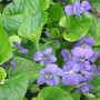 purple violets (viola odorata, viola tricolor)