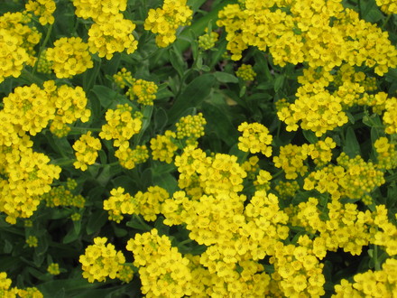 alyssum (Aurinia saxatilis (Alyssum Gold Ball))