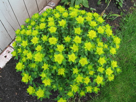 euphorbia (Euphorbia hyberna (Irish Spurge))