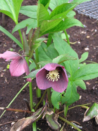 helleborus