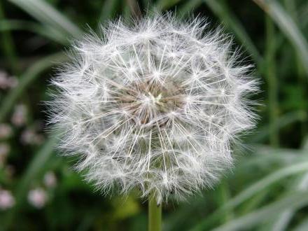 a thousand dandelions!