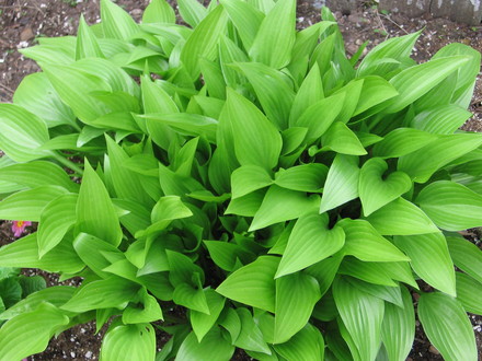 hosta (Hosta lancifolia (Plantain lily))