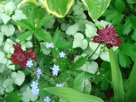 Astrantia major 'Ruby Wedding' - May 2008 (Astrantia major (Masterwort))