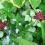 Astrantia major (Masterwort)