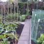 veg_garden_010.jpg