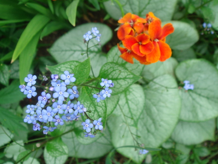 Brunnera & Wallflower - May 2008 (Brunnera macrophylla (Brunnera))