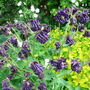 Aquilegia - May 2008 (Aquilegia vulgaris (Columbine))