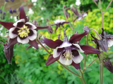 Aquilegia 'William Guinness' - May 2008 (Aquilegia vulgaris (Columbine))
