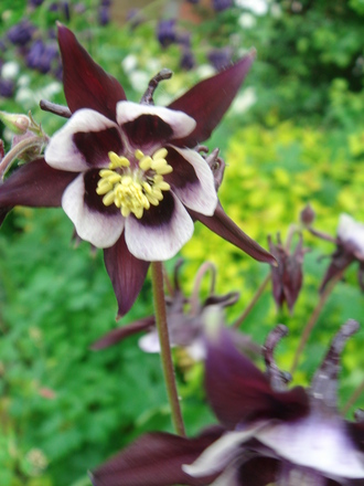 Aquilegia 'William Guinness' - May 2008 (Aquilegia vulgaris (Columbine))