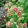 Aquilegia 'Nora Barlow' - May 2008 (Aquilegia vulgaris (Columbine))