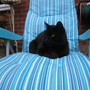 Salem "I was here first!"