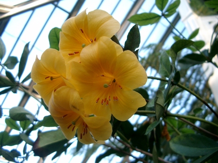 Rhododendron