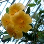 Rhododendron