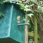 first glimpse of new baby blue tit