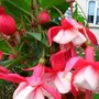 Fuchsia_upright_hanna