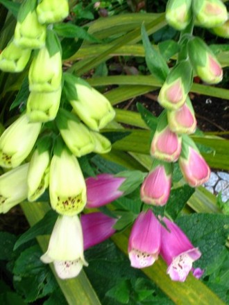 Foxgloves (Digitalis grandiflora)