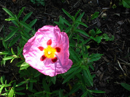 Cistus
