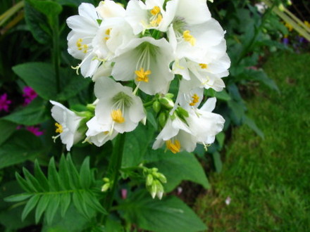 Album Polemonium (Jacobm,s Ladder (Polemonium caeruleum lacteus)