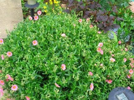 Rock Rose (Helianthemum)
