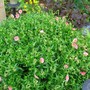 Rock_rose