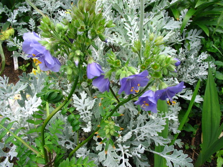 Jacobs Ladder (Polemonium caeruleum)