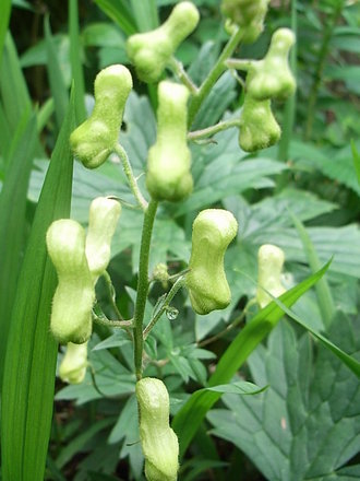 Aconitum 'Ivorine' (Aconitum 'Ivorine')